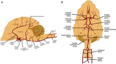 Imaging Ischemic and Hemorrhagic Disease of the Brain in Dogs